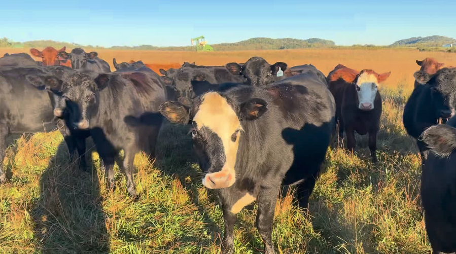 Fancy – Home raised – 1 Iron – ( May – June) calvers – 1000lbs- BH1021A5